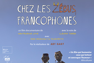 chez les zebus francophones